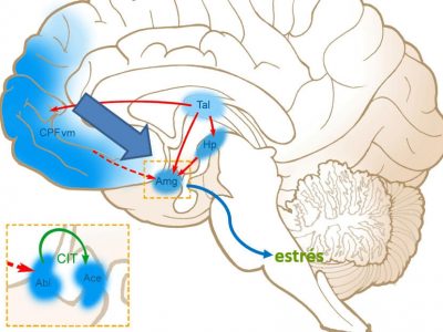 Brain centers of prudence and stress (tools 4)