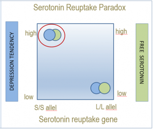 Serotonin and depression. The paradox of serotonin.