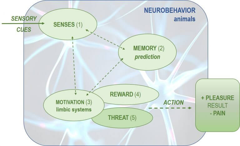 neuro behaviors in animals