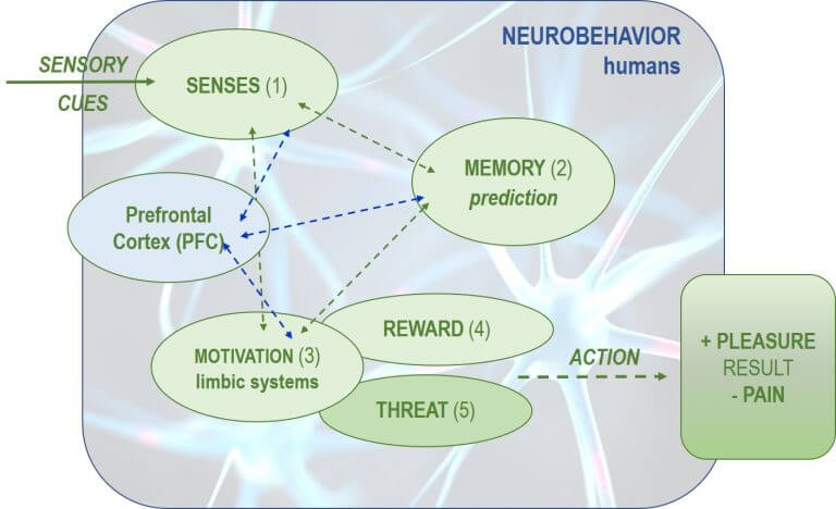 neuro bahaviors in humans