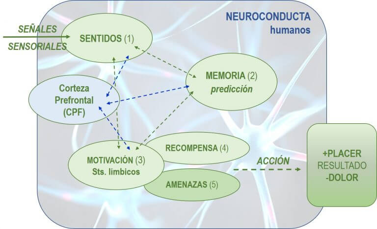neuro conductas en humanos